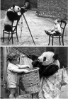 被走私的大熊猫