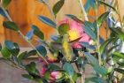 玫瑰、茶花、蜂鸟（摄影）