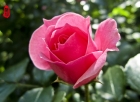 【推陈出新】春颂（19）-- 暮春玫瑰
