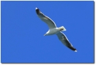 波罗的海之鸥