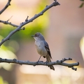 小嘲鸫(Mimus polyglottos) Northern Mockingbird