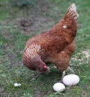 一母鸡产下重达170克的鸡蛋