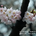 20150321樱花开在细雨中