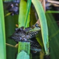 小溪旁发现了几只青蛙